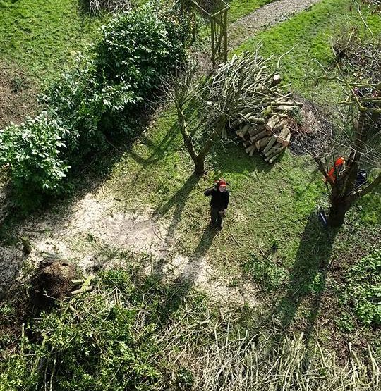 Tree Surgery in Norfolk and Suffolk