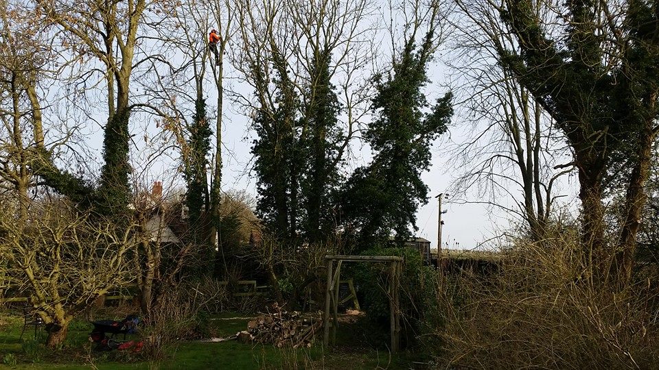 D Meadows Tree Surgery